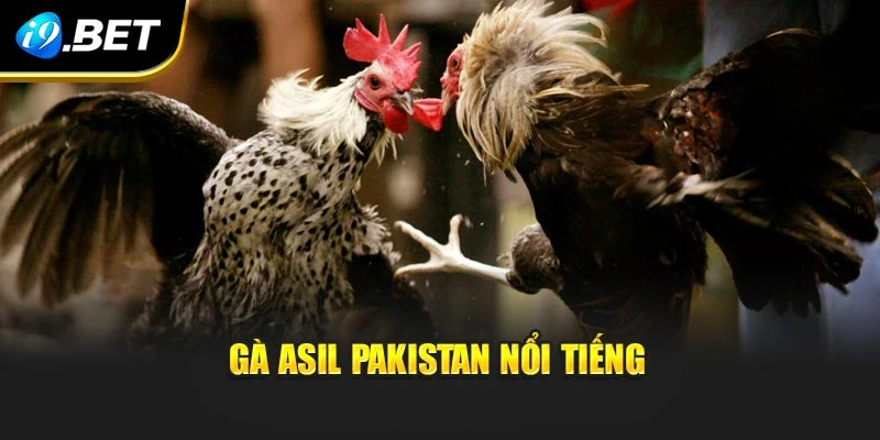 Trực tiếp trận đấu tại đá gà I9BET